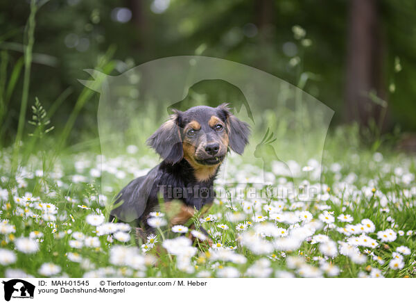 junger Dackel-Mischling / young Dachshund-Mongrel / MAH-01545