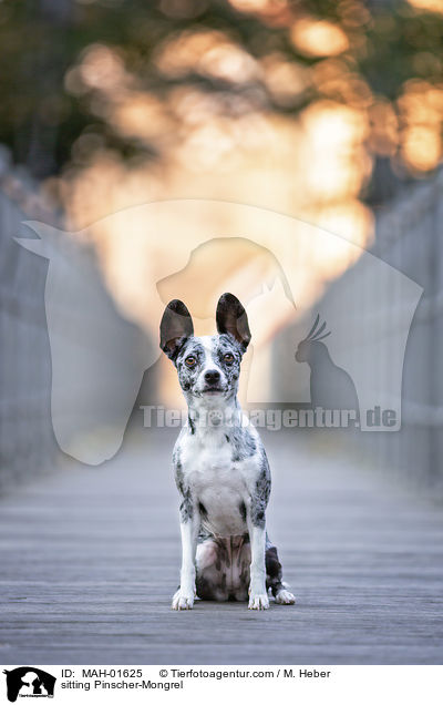 sitzender Pinscher-Mischling / sitting Pinscher-Mongrel / MAH-01625