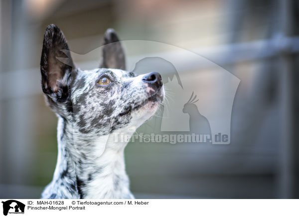 Pinscher-Mischling Portrait / Pinscher-Mongrel Portrait / MAH-01628