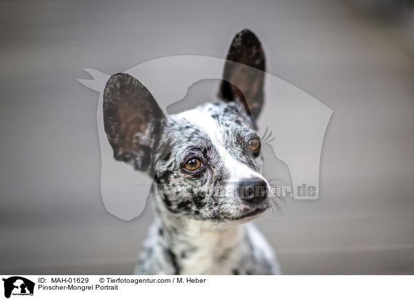 Pinscher-Mischling Portrait / Pinscher-Mongrel Portrait / MAH-01629