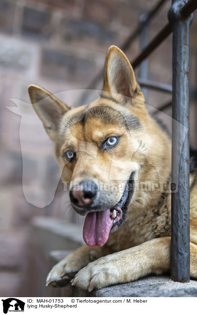 liegender Husky-Schferhund / lying Husky-Shepherd / MAH-01753
