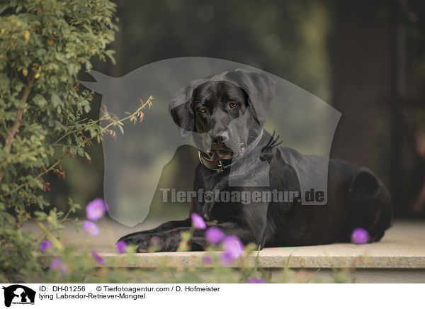 liegender Labrador-Retriever-Mischling / lying Labrador-Retriever-Mongrel / DH-01256