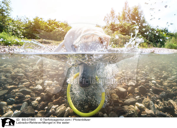 Labrador-Retriever-Mongel in the water / BS-07885