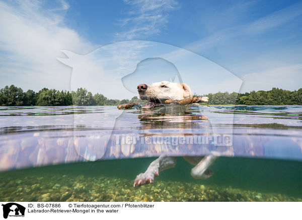 Labrador-Retriever-Mischling im Wasser / Labrador-Retriever-Mongel in the water / BS-07886