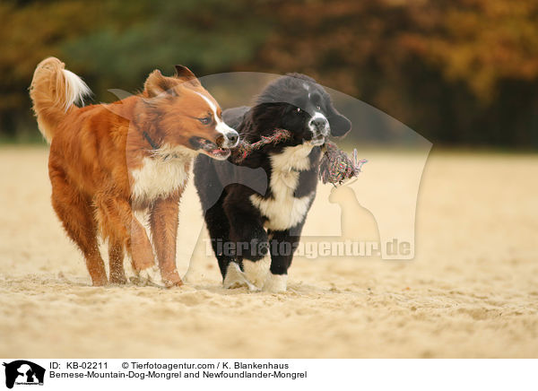 Berner-Sennenhund-Mischling und Neufundlnder-Mischling / Bernese-Mountain-Dog-Mongrel and Newfoundlander-Mongrel / KB-02211