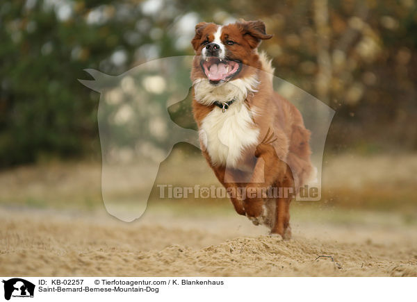 Berner-Sennenhund-Bernhardiner / Saint-Bernard-Bernese-Mountain-Dog / KB-02257