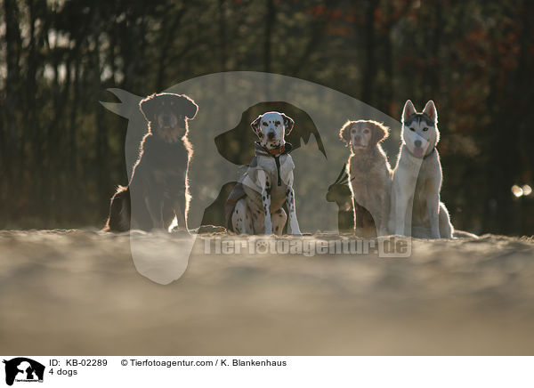 4 Hunde / 4 dogs / KB-02289
