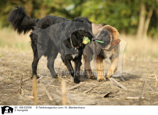 2 Mischlinge / 2 mongrels / KB-02556