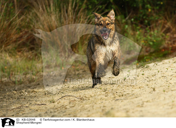 Schferhund-Mischling / Shepherd-Mongrel / KB-02646