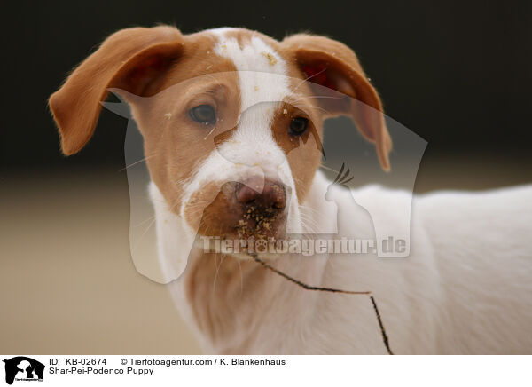 Shar-Pei-Podenco Welpe / Shar-Pei-Podenco Puppy / KB-02674