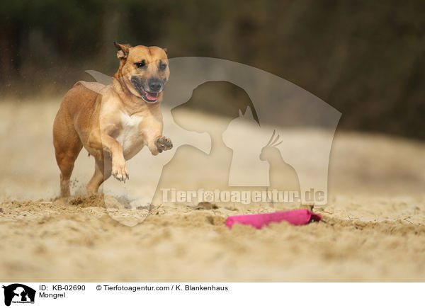 Mix / Mongrel / KB-02690
