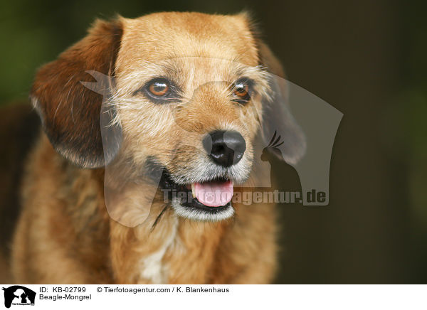 Beagle-Mischling / Beagle-Mongrel / KB-02799