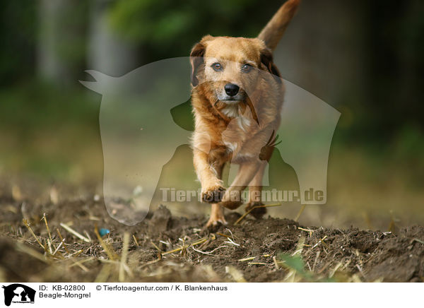 Beagle-Mischling / Beagle-Mongrel / KB-02800