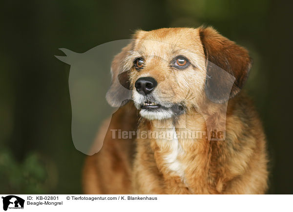 Beagle-Mischling / Beagle-Mongrel / KB-02801