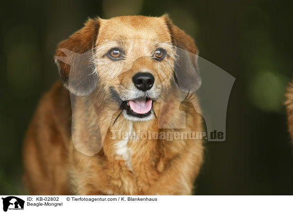 Beagle-Mischling / Beagle-Mongrel / KB-02802