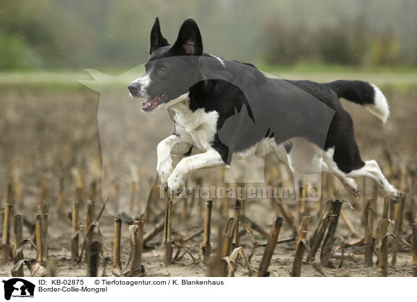 Border-Collie-Mongrel / KB-02875