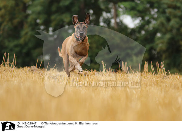Deutsche-Dogge-Mischling / Great-Dane-Mongrel / KB-02947