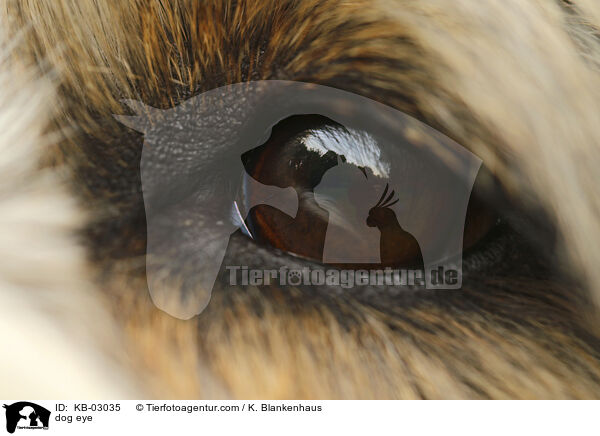Hundeauge / dog eye / KB-03035