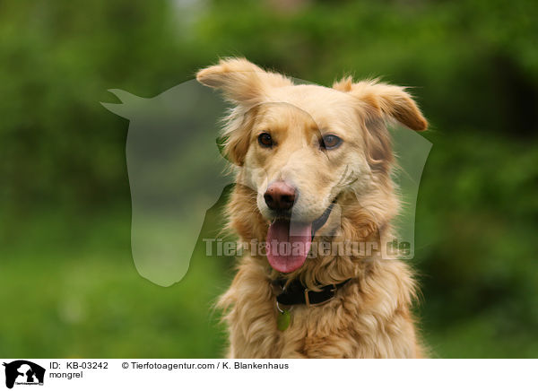 Mischling / mongrel / KB-03242