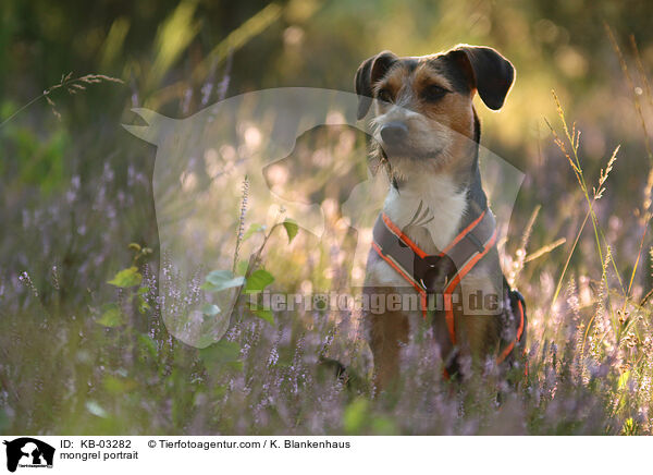 Mischling Portrait / mongrel portrait / KB-03282