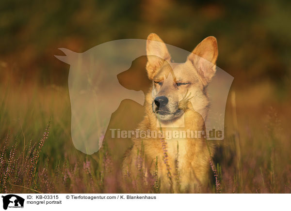 Mischling Portrait / mongrel portrait / KB-03315