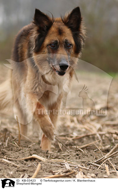 Schferhund-Mischling / Shepherd-Mongrel / KB-03423