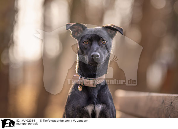 Mischling Portrait / mongrel portrait / VJ-02384