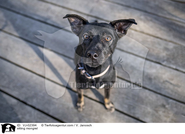 sitzender Mischling / sitting mongrel / VJ-02394