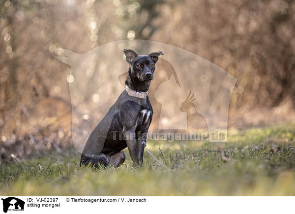 sitzender Mischling / sitting mongrel / VJ-02397