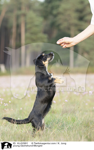 junger Dackel-Mischling / young Dachshund-Mongrel / KJ-02991