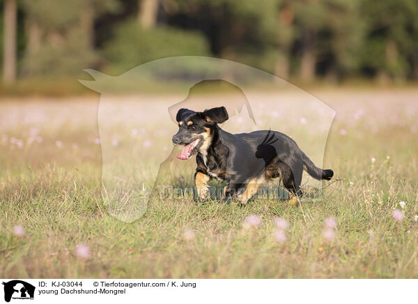 junger Dackel-Mischling / young Dachshund-Mongrel / KJ-03044