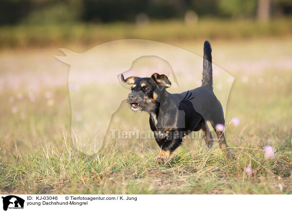 junger Dackel-Mischling / young Dachshund-Mongrel / KJ-03046