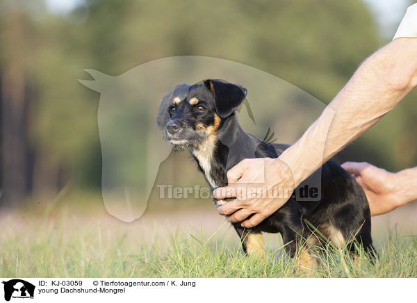 junger Dackel-Mischling / young Dachshund-Mongrel / KJ-03059