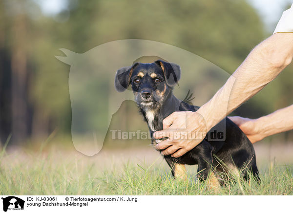 junger Dackel-Mischling / young Dachshund-Mongrel / KJ-03061