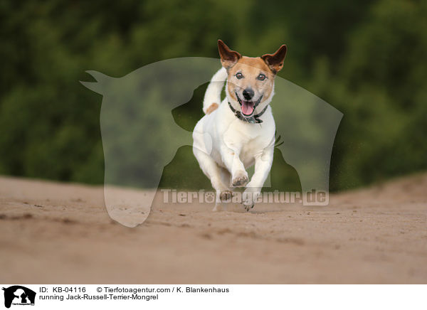 rennender Jack-Russell-Terrier-Mischling / running Jack-Russell-Terrier-Mongrel / KB-04116