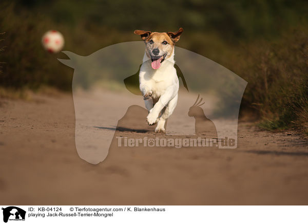 spielender Jack-Russell-Terrier-Mischling / playing Jack-Russell-Terrier-Mongrel / KB-04124