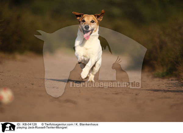 spielender Jack-Russell-Terrier-Mischling / playing Jack-Russell-Terrier-Mongrel / KB-04126