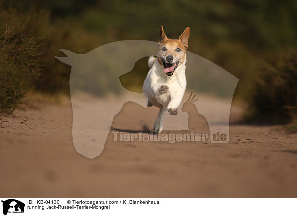 rennender Jack-Russell-Terrier-Mischling / running Jack-Russell-Terrier-Mongrel / KB-04130