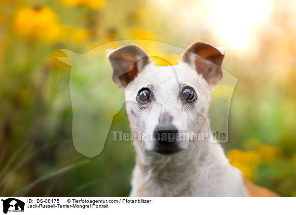 Jack-Russell-Terrier-Mischling Portrait / Jack-Russell-Terrier-Mongrel Portrait / BS-08175