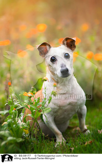 sitzender Jack-Russell-Terrier-Mischling / sitting Jack-Russell-Terrier-Mongrel / BS-08177