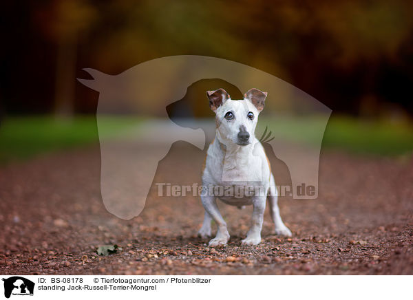 stehender Jack-Russell-Terrier-Mischling / standing Jack-Russell-Terrier-Mongrel / BS-08178