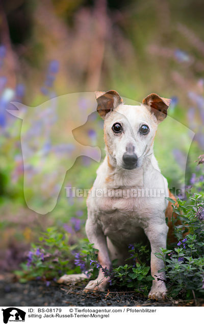 sitzender Jack-Russell-Terrier-Mischling / sitting Jack-Russell-Terrier-Mongrel / BS-08179