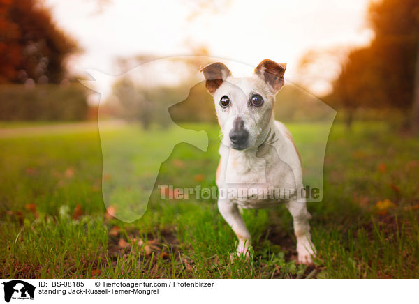 stehender Jack-Russell-Terrier-Mischling / standing Jack-Russell-Terrier-Mongrel / BS-08185