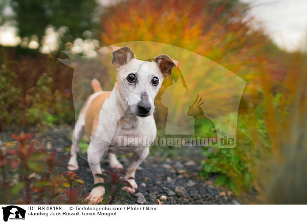 stehender Jack-Russell-Terrier-Mischling / standing Jack-Russell-Terrier-Mongrel / BS-08188