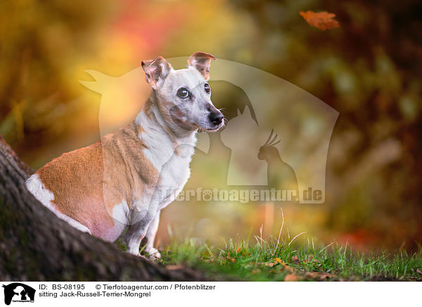 sitzender Jack-Russell-Terrier-Mischling / sitting Jack-Russell-Terrier-Mongrel / BS-08195