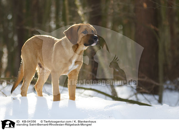stehender Bernhardiner-Rhodesian-Ridgeback-Mischling / standing Saint-Bernard-Rhodesian-Ridgeback-Mongrel / KB-04356