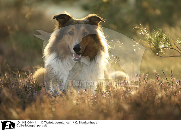 Collie-Mischling Portrait / Collie-Mongrel portrait / KB-04441