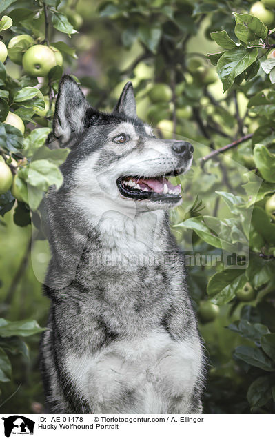 Husky-Wolfshund Portrait / Husky-Wolfhound Portrait / AE-01478
