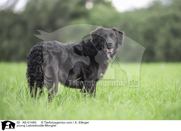 junger Labradoodle-Mischling / young Labradoodle-Mongrel / AE-01480