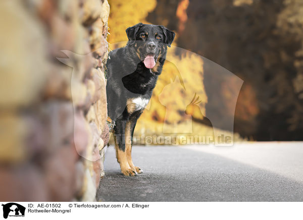 Rottweiler-Mischling / Rottweiler-Mongrel / AE-01502